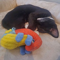 adopt a pet