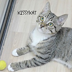 Thumbnail photo of KissyKat #2