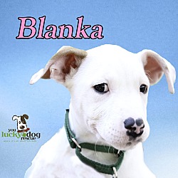 Thumbnail photo of Blanka #1