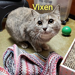 Thumbnail photo of VIXEN #1