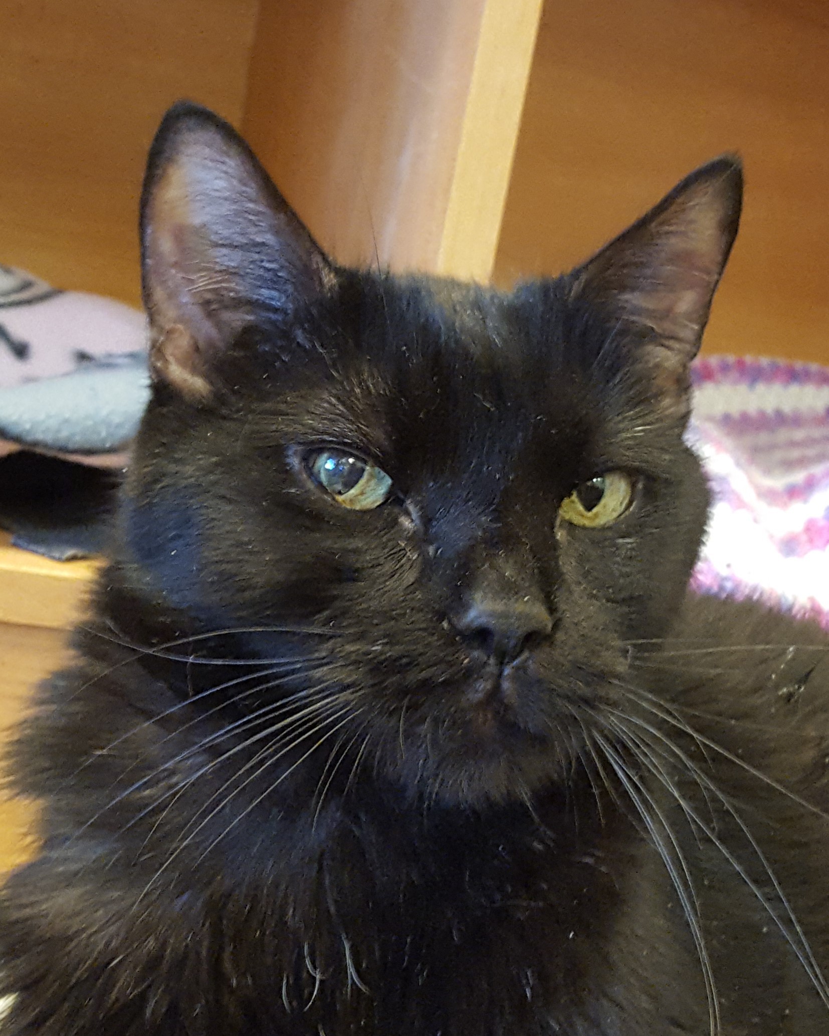 Adopt Meelo A All Black Domestic Shorthair (short Coat) Cat In ...