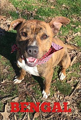 East Greenwich, RI - Pit Bull Terrier. Meet Bengal a Pet for Adoption