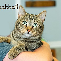 Thumbnail photo of Meatball #1
