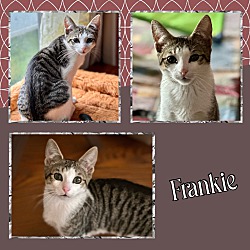 Photo of Frankie