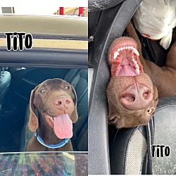 Photo of Tito Puppy