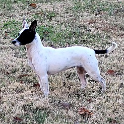 Thumbnail photo of LuLu~adopted! #4