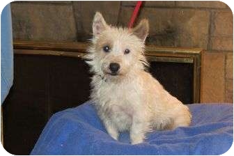 west highland white terrier jack russell terrier