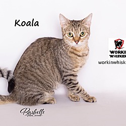 Thumbnail photo of KOALA #3