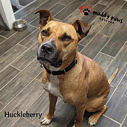 Thumbnail photo of Huckleberry #1