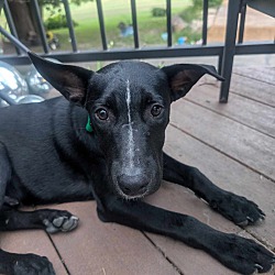 Thumbnail photo of Canyon the Heeler Mix Pup #3