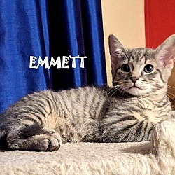 Thumbnail photo of Emmett #2