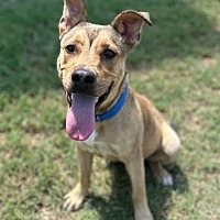 adopt-pet