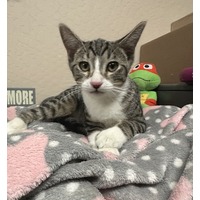 adopt-pet