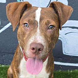 Bingo (foster needed)