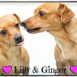 Thumbnail photo of Ginger and Lilly (Reduced) #2