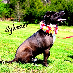 Thumbnail photo of Sylvester~ new pics ~ meet me! #4