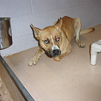 miami valley animal shelter
