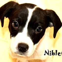 Thumbnail photo of Niblet~adopted! #1