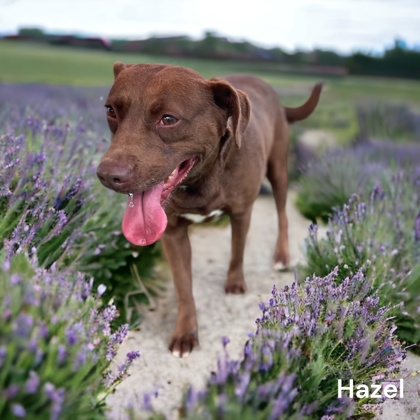 Thumbnail photo of Hazel #2