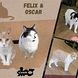 Photo of Oscar
