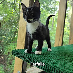 Photo of Farfalle