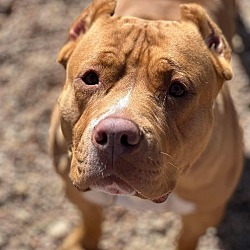 Thumbnail photo of Sunny - Needs a Hero Foster or Adopter! #4