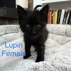 Photo of Lupin