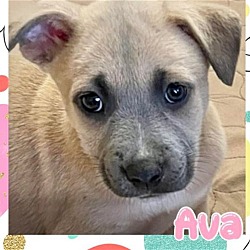 Thumbnail photo of Ava #4