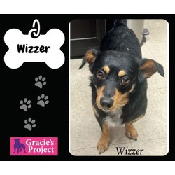 Photo of Wizzer