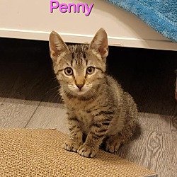 Thumbnail photo of Penny #1