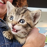 adopt a pet