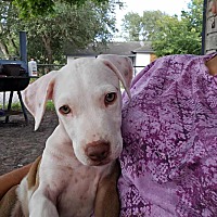 adopt a pet