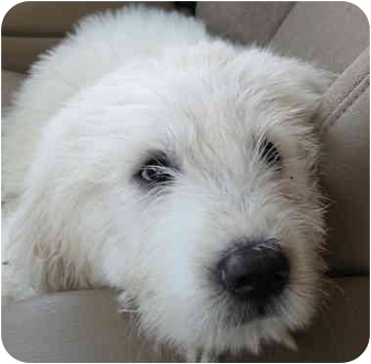 great pyrenees komondor mix
