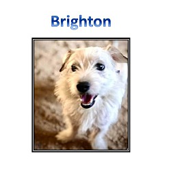 Photo of BRIGHTON