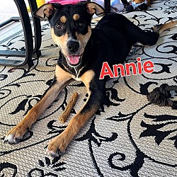 Photo of Annie (Rehoming Fee $50)
