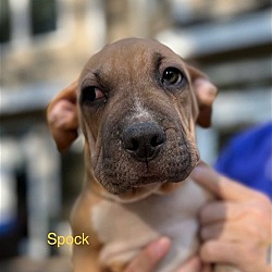 Photo of Spock - Stunning Pup!