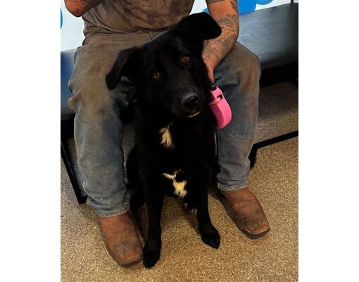 Louisville, KY - Labrador Retriever. Meet ZARA a Pet for Adoption ...