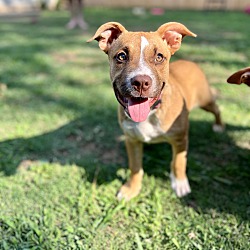 bonded pet photo