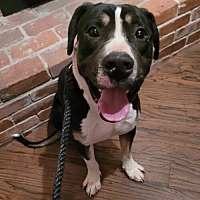 adopt a pet