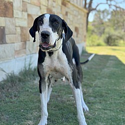 Thumbnail photo of Willow the Dane #3