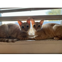 Thumbnail photo of Ginger and Mango #1