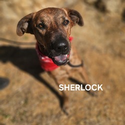 Thumbnail photo of Sherlock #1