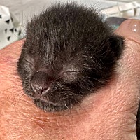 Adopt A Pet :: Bob - Leonardtown, MD