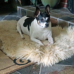 Fat toy shop fox terrier