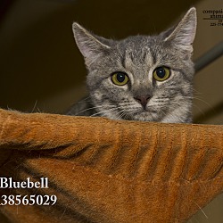 Thumbnail photo of Bluebell (In a Foster Home) #3