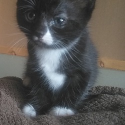 Crescent cottage cats inc in Jonesborough, Tennessee