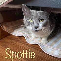 Photo of Spottie