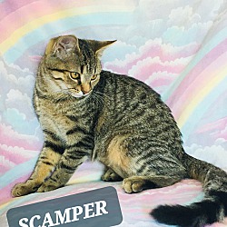 Thumbnail photo of SKAMPER #3