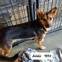 adopt a pet