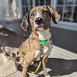 Photo of Boomer